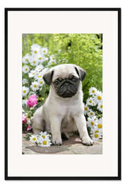 Gerahmter Kunstdruck Mops im Garten
