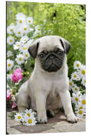 Magnettafel Mops im Garten