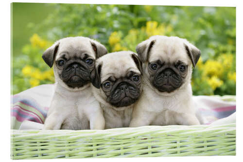 Cuadro de metacrilato Three pug pups