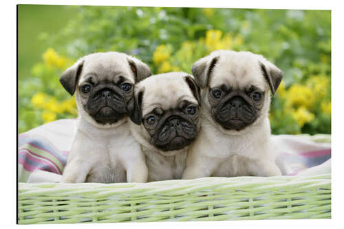 Quadro em alumínio Three pug pups