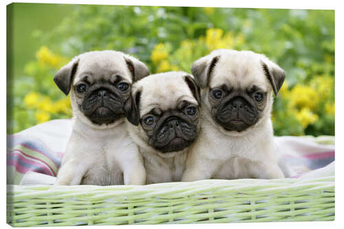 Quadro em tela Three pug pups