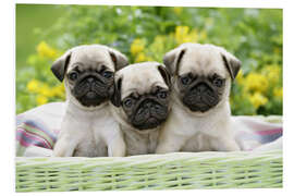 Foam board print Three pug pups