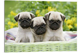 Gallery print Three pug pups