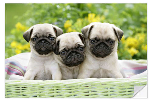 Autocolante decorativo Three pug pups