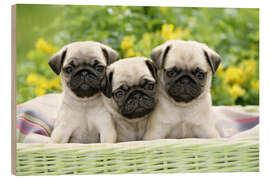 Wood print Three pug pups