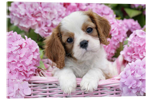 Acrylic print Pup in Pink Flowers