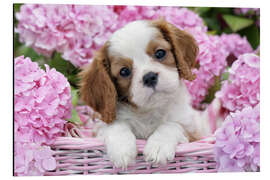 Aluminium print Pup in Pink Flowers