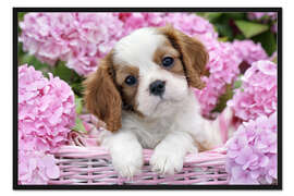 Gerahmter Kunstdruck Neugieriger Spanielwelpe