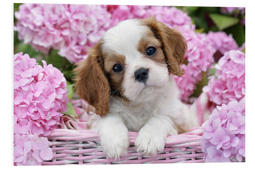 Foam board print Pup in Pink Flowers