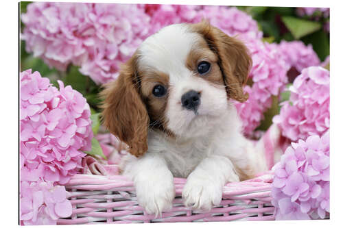 Gallery print Pup in Pink Flowers