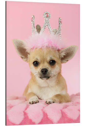 Alubild Königin der Chihuahuas