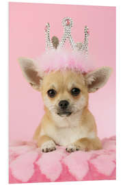 Foam board print Queen Chihuahua