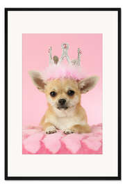 Gerahmter Kunstdruck Königin der Chihuahuas