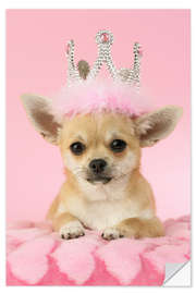 Wall sticker Queen Chihuahua