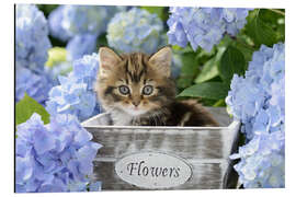 Aluminium print Kitten in Flower Pot