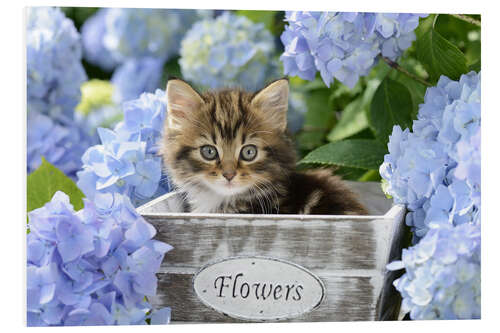 Foam board print Kitten in Flower Pot