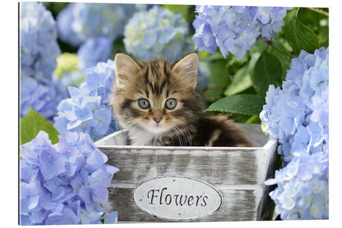 Gallery print Kitten in Flower Pot