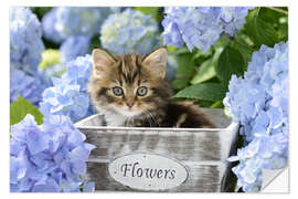 Vinilo para la pared Kitten in Flower Pot