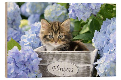 Wood print Kitten in Flower Pot