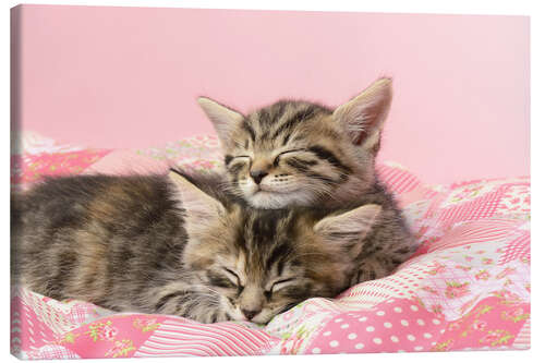 Canvas print Sleeping Tabbies CK530