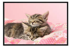 Gerahmter Kunstdruck Schlummernde Kätzchen