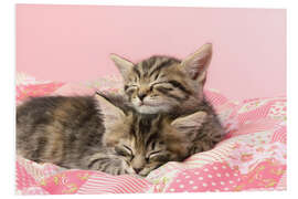 Foam board print Sleeping Tabbies CK530