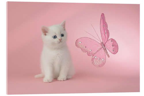 Akrylbilde Kitten with Pink Butterfly