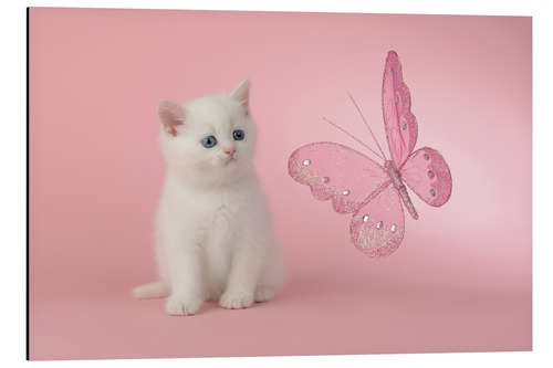 Aluminium print Kitten with Pink Butterfly