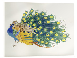 Acrylglasbild  Pfau - Haruyo Morita