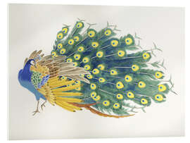 Akrylbillede  Peacock - Haruyo Morita