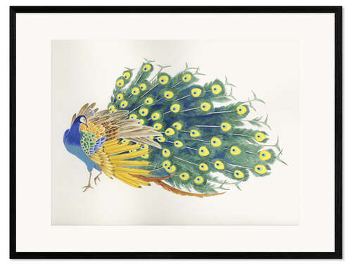 Impresión de arte enmarcada Peacock