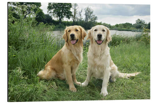 Cuadro de aluminio Golden Retrievers