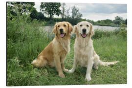 Tableau en aluminium Golden retrievers