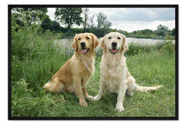 Gerahmter Kunstdruck Golden Retriever
