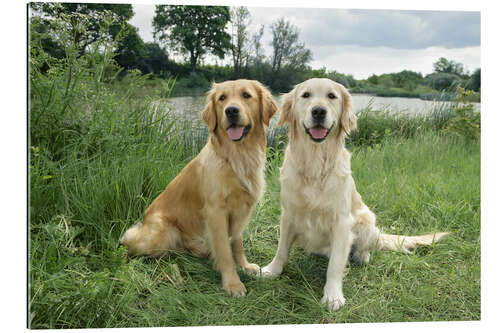 Gallery print Golden Retrievers