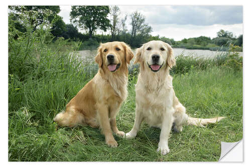 Wall sticker Golden Retrievers