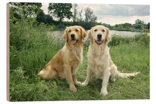 Cuadro de madera Golden Retrievers