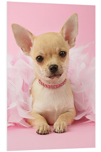 Foam board print Ballet Chihuahua