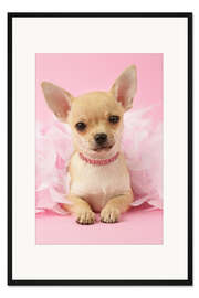 Gerahmter Kunstdruck Ballett-Chihuahua