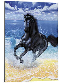 Aluminium print Black stallion