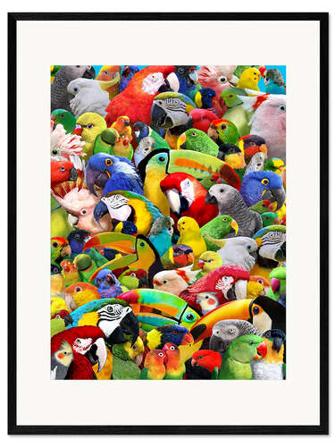 Framed art print Parrot Heads