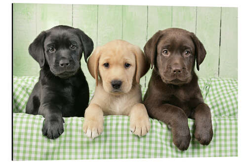 Aluminiumtavla Three Labradors