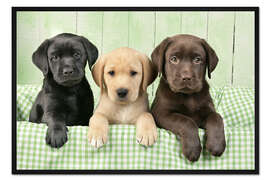 Gerahmter Kunstdruck Drei Labradore