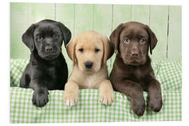 Foam board print Three Labradors