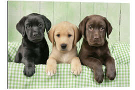 Galleriataulu Three Labradors