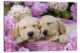 Cuadro de aluminio Sleeping Labrador pups