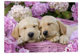 Foam board print Sleeping Labrador pups