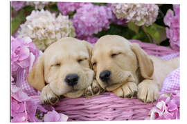 Galleritryk Sleeping Labrador pups