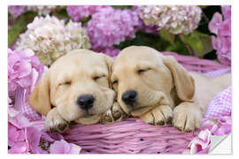 Wall sticker Sleeping Labrador pups