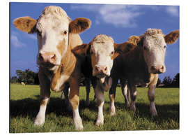 Aluminium print Three cows